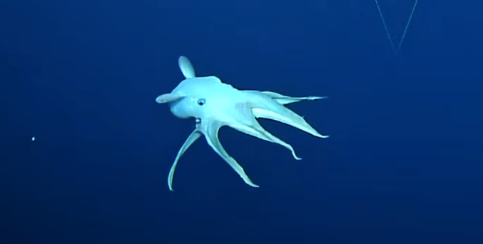 'Dumbo' Octopus