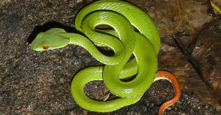 Ruby Snake